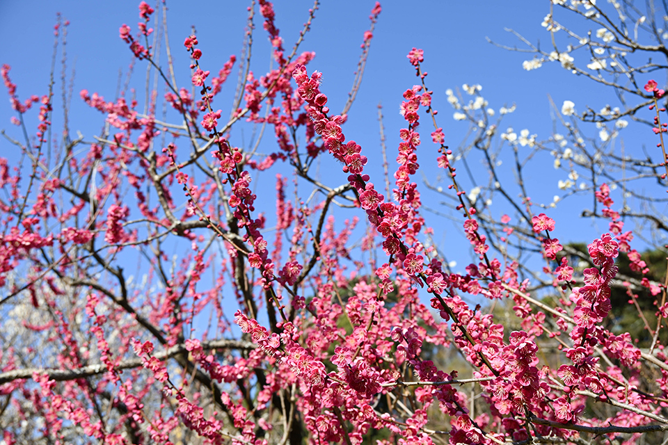 NIKKOR Z 24-105mm f/4-7.1 実写レビュー