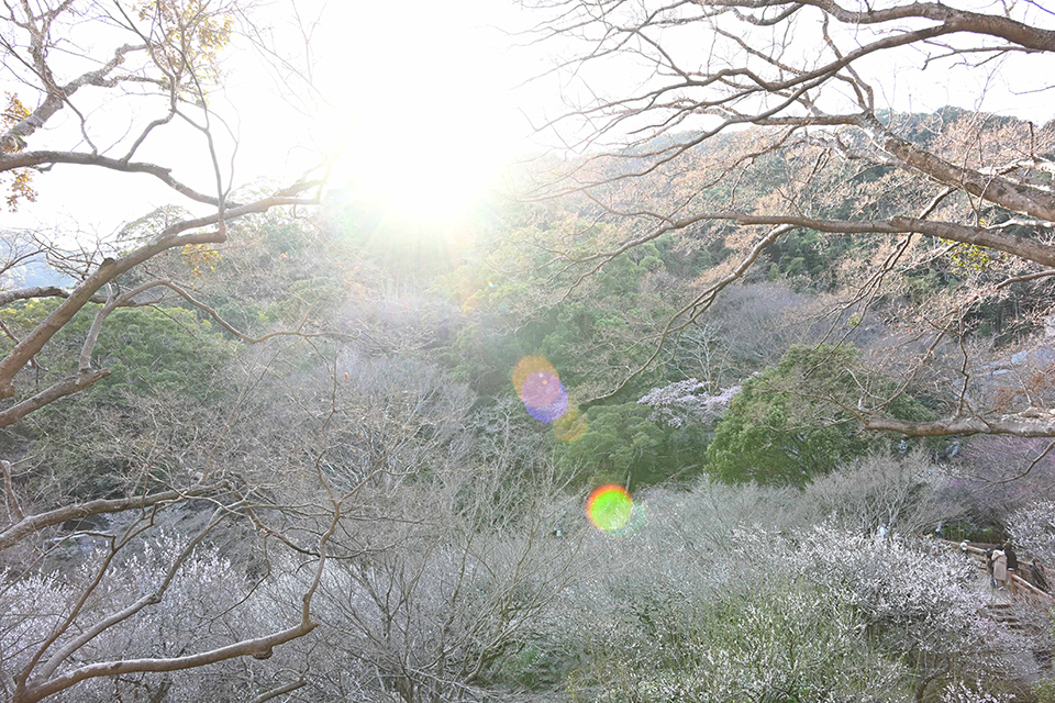 NIKKOR Z 24-105mm f/4-7.1 実写レビュー