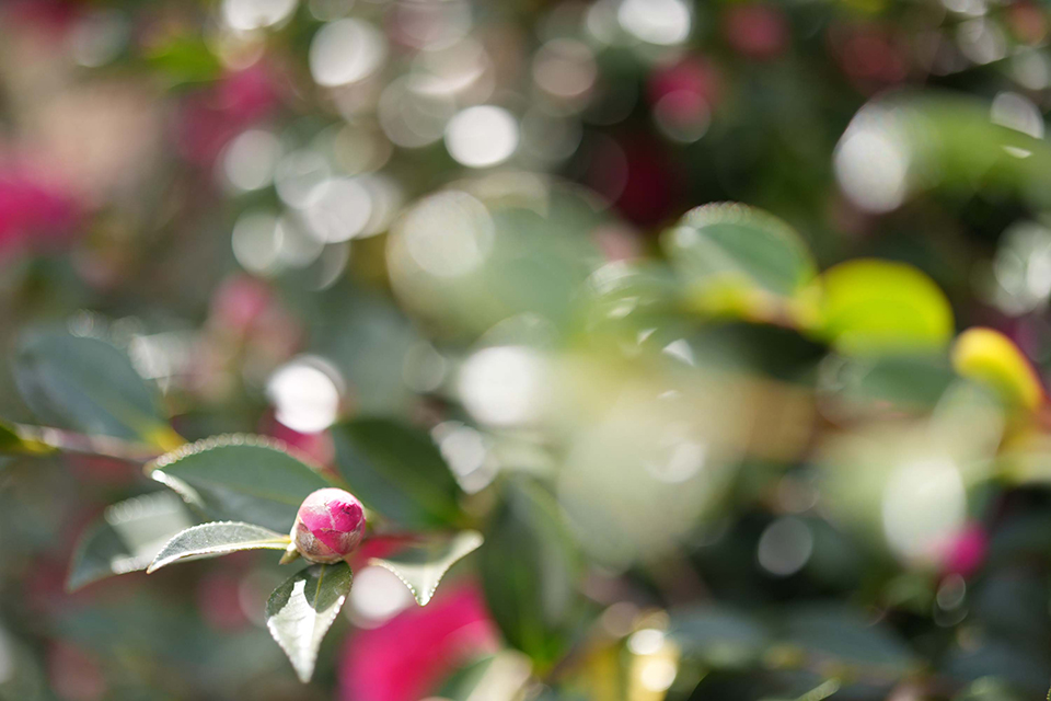 α7 V 深掘りレビュー【AF・連写性能編】