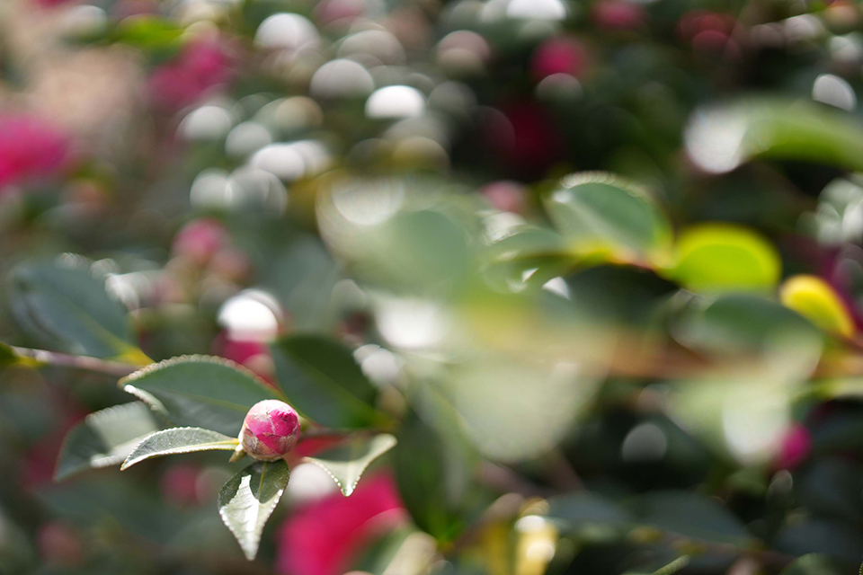 α7 V 深掘りレビュー【AF・連写性能編】