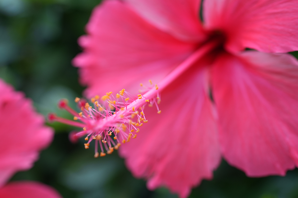 LAOWA 35mm F2.8 Zero-D Tilt-Shift 0.5x Macro