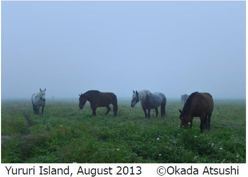 岡田敦写真展「ユルリ島の馬」～The Horses of Yururi Island～