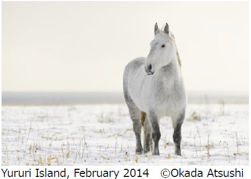 岡田敦写真展「ユルリ島の馬」～The Horses of Yururi Island～