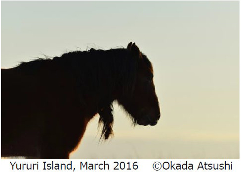 岡田敦写真展「ユルリ島の馬」～The Horses of Yururi Island～