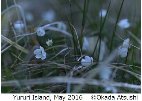 岡田敦写真展「ユルリ島の馬」～The Horses of Yururi Island～