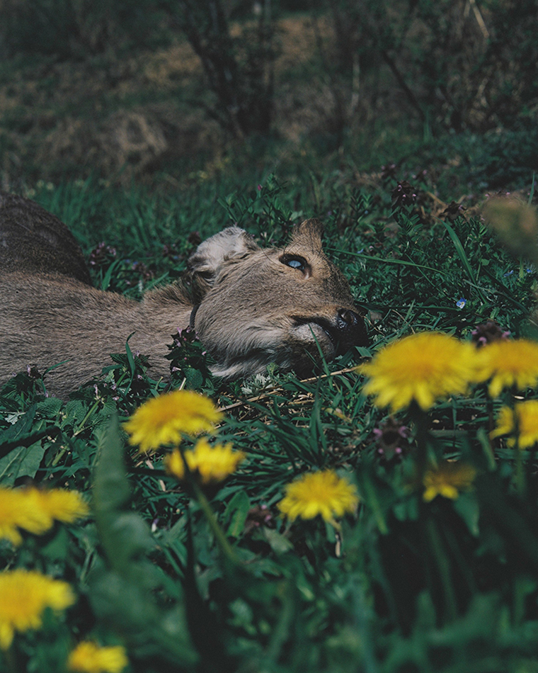 ZOOMS JAPAN 2026 グランプリ「身土不二」丹野雄二