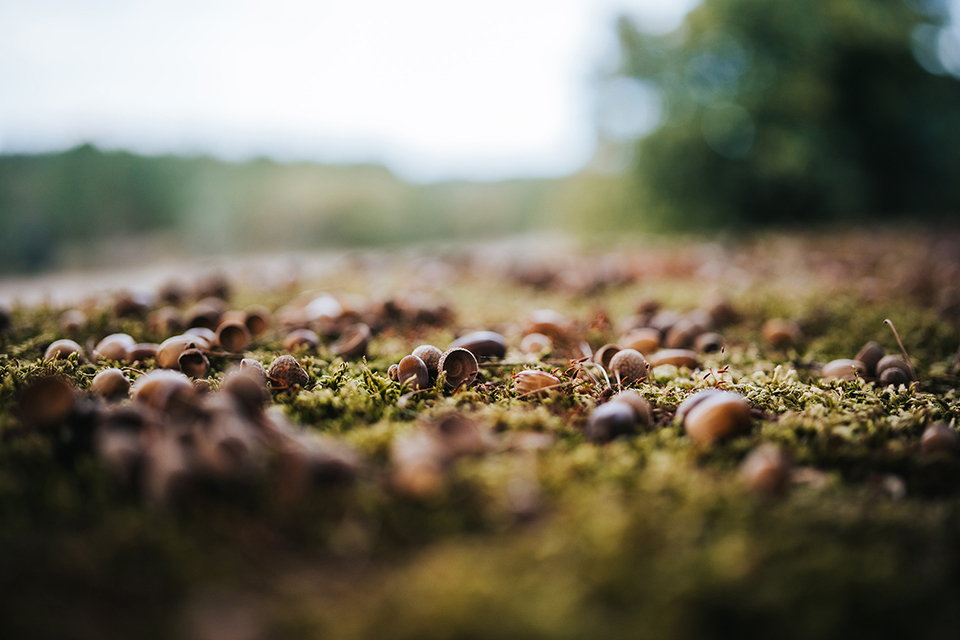 ZEISS Otus ML 1.4/35
