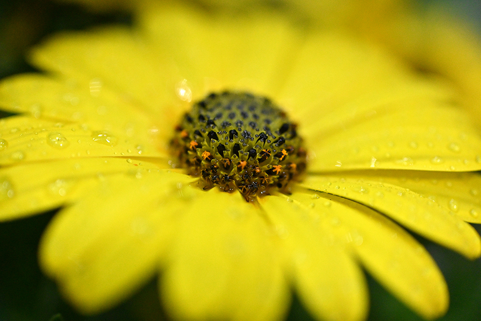 【CP+2026】ニコン