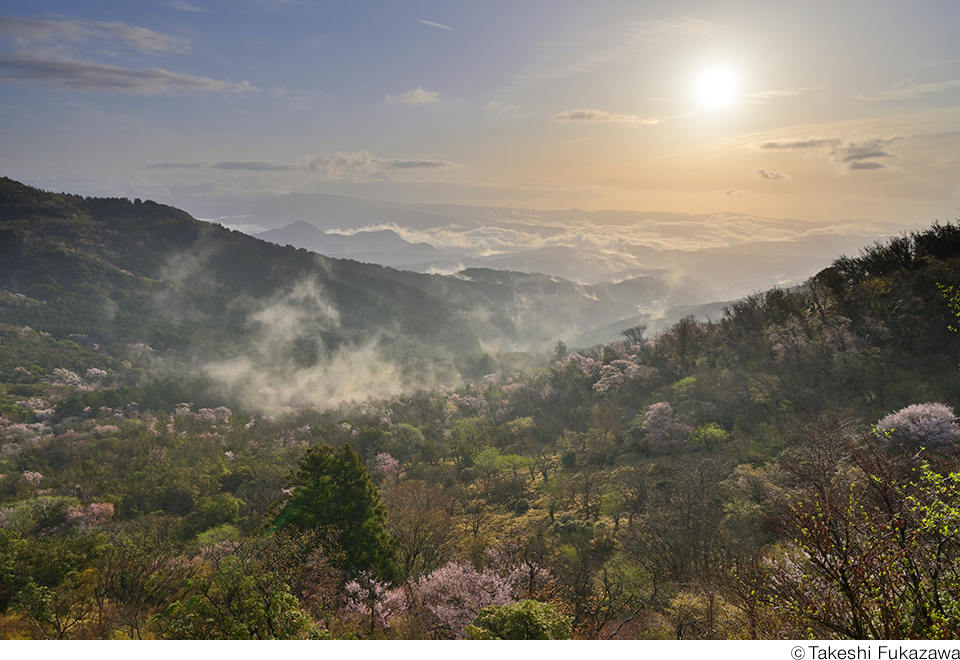 新たな角度から桜の魅力が味わえる 深澤武写真展「桜」 | CAPA CAMERA WEB