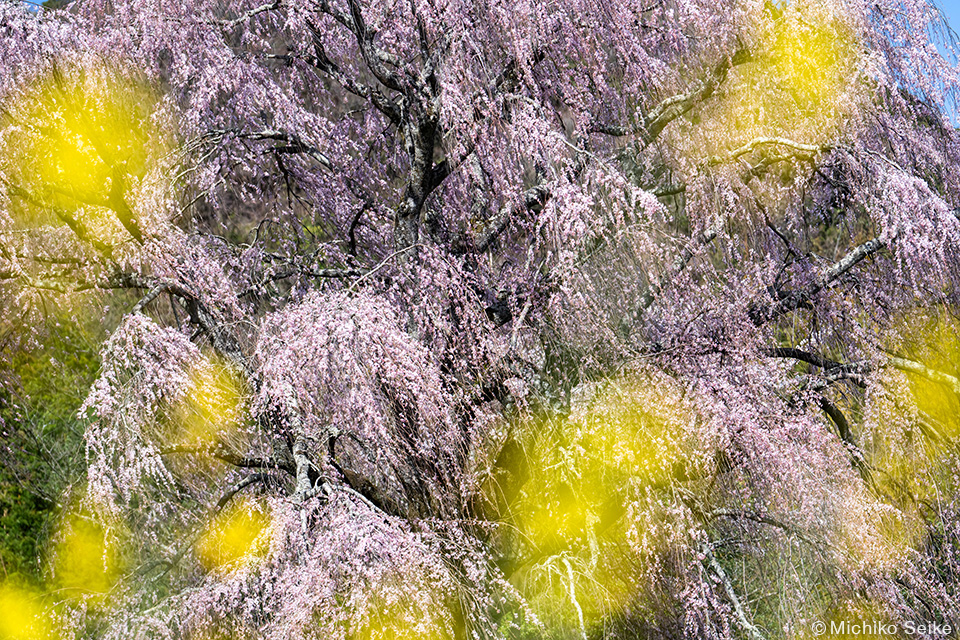 サミットクリエイティブ×清家道子