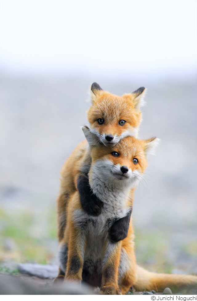 野口純一作品展「TRIBUTE」