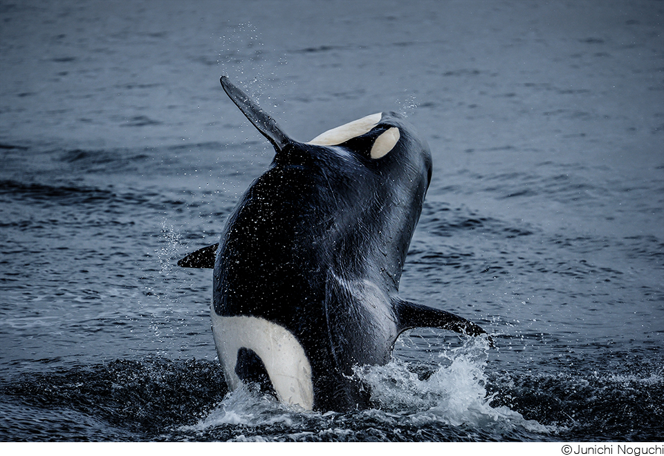 野口純一作品展「TRIBUTE」