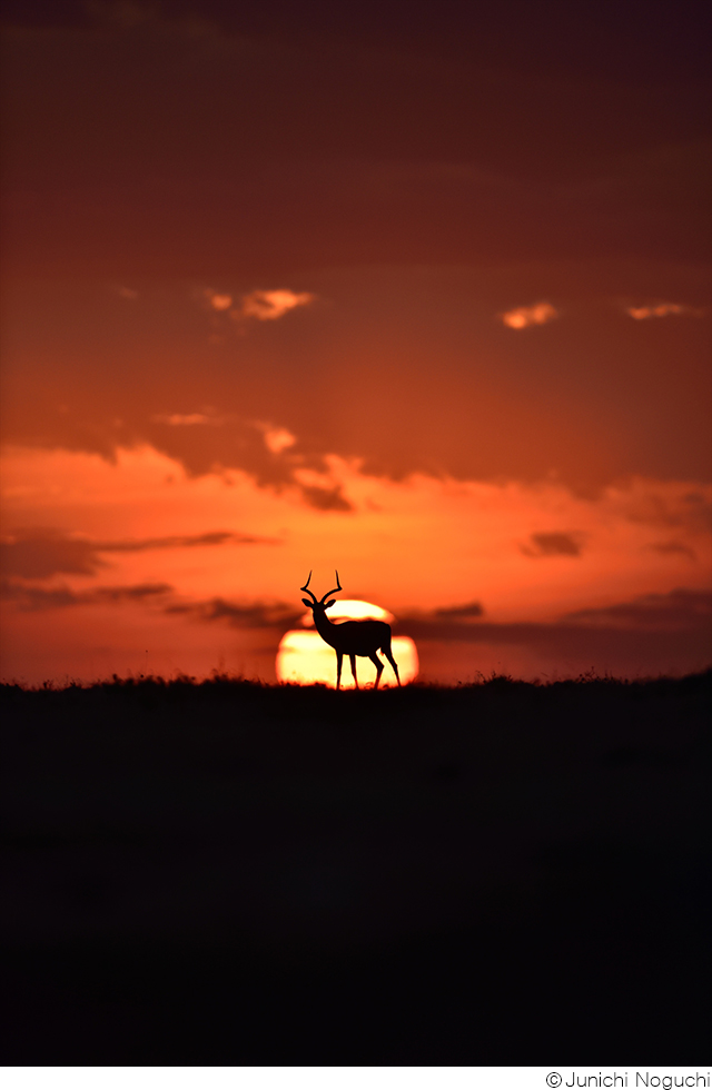 野口純一作品展「TRIBUTE」