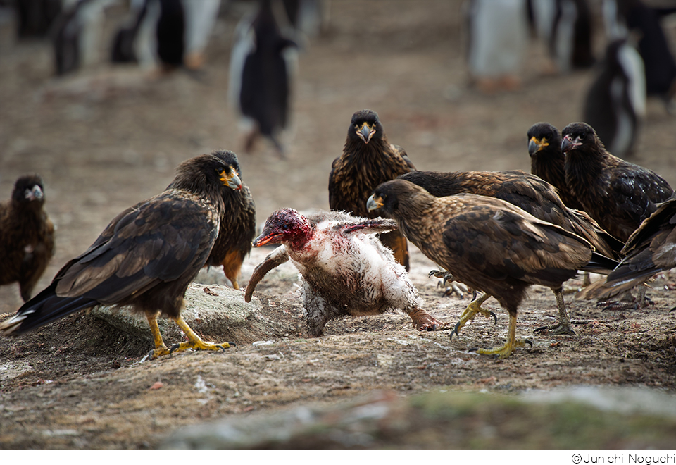 野口純一作品展「TRIBUTE」