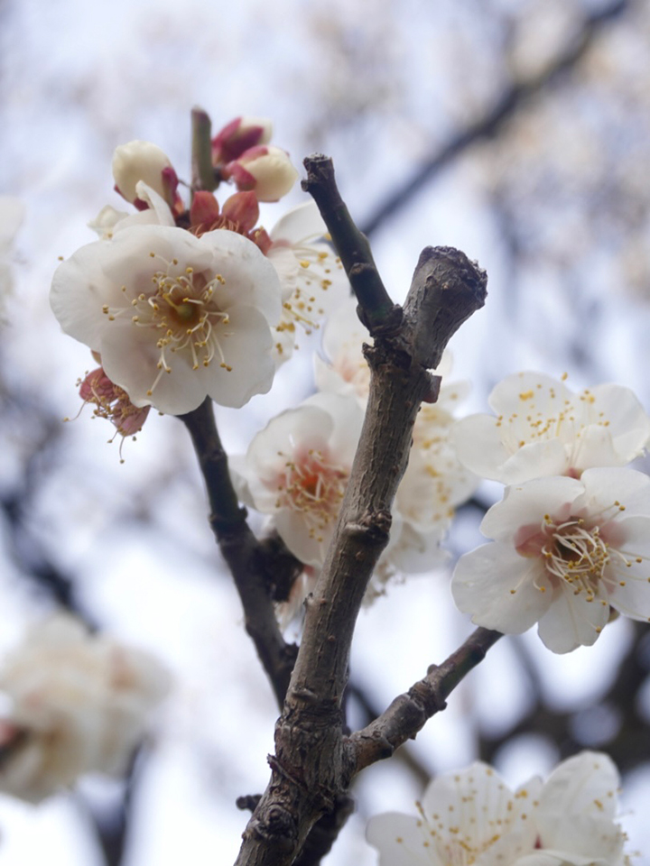 大島璃音の写真日記 vol.3