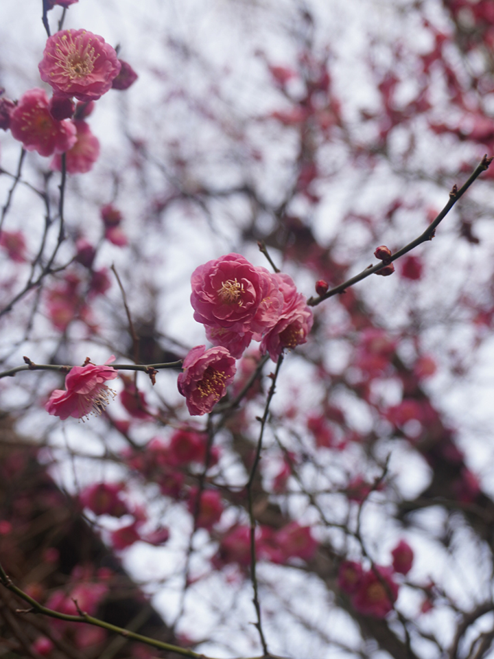 大島璃音の写真日記 vol.3