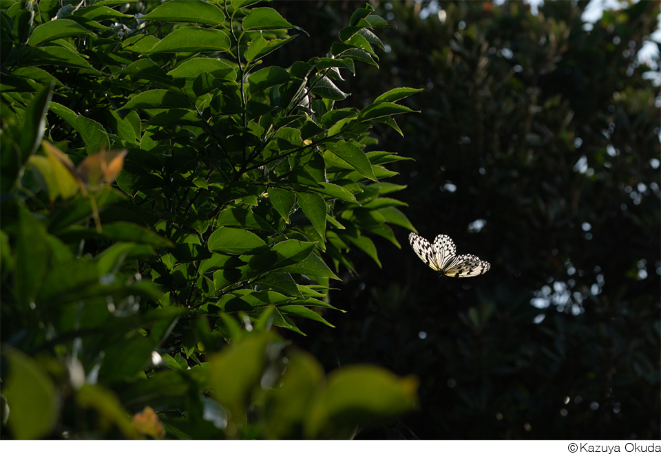 奥田和也作品展「久高島の世界」