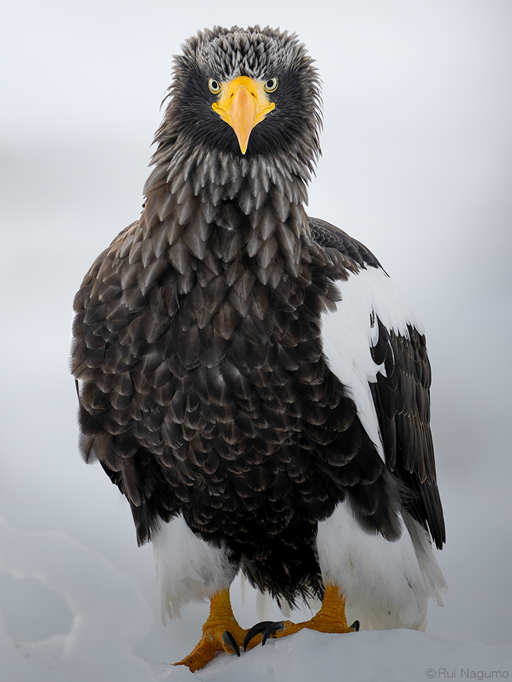 南雲るい×流氷クルーズ