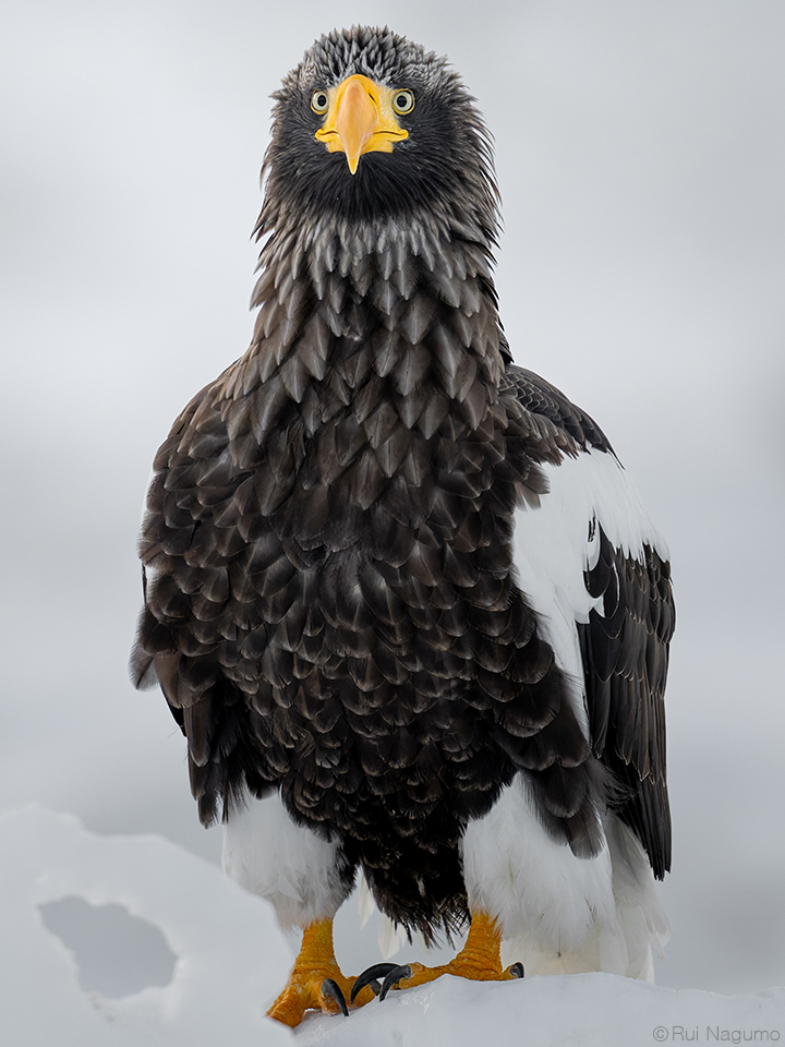 南雲るい×流氷クルーズ