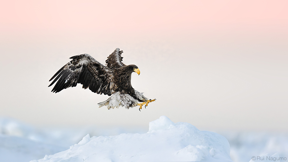 南雲るい×流氷クルーズ