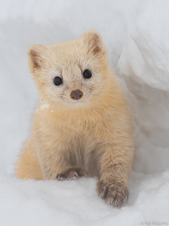南雲るい×流氷クルーズ