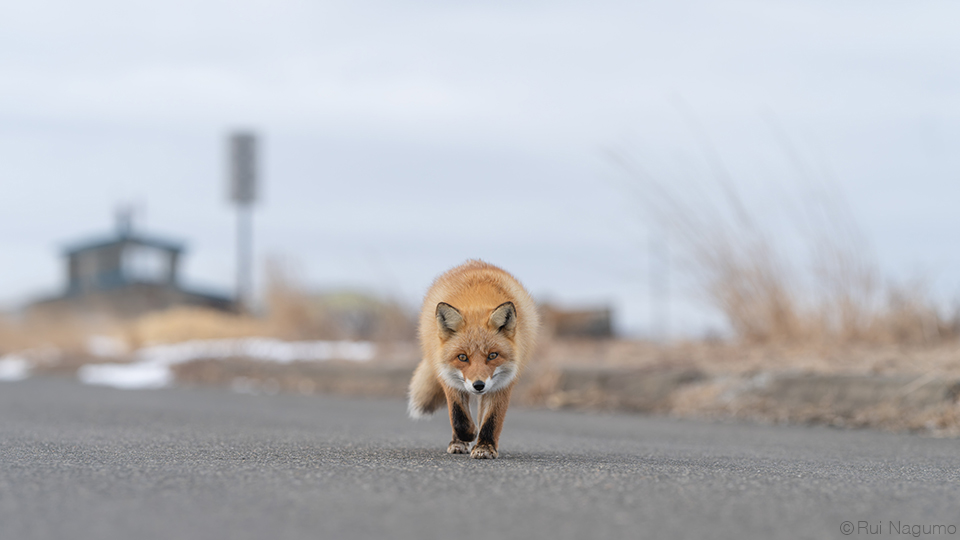 南雲るい×流氷クルーズ