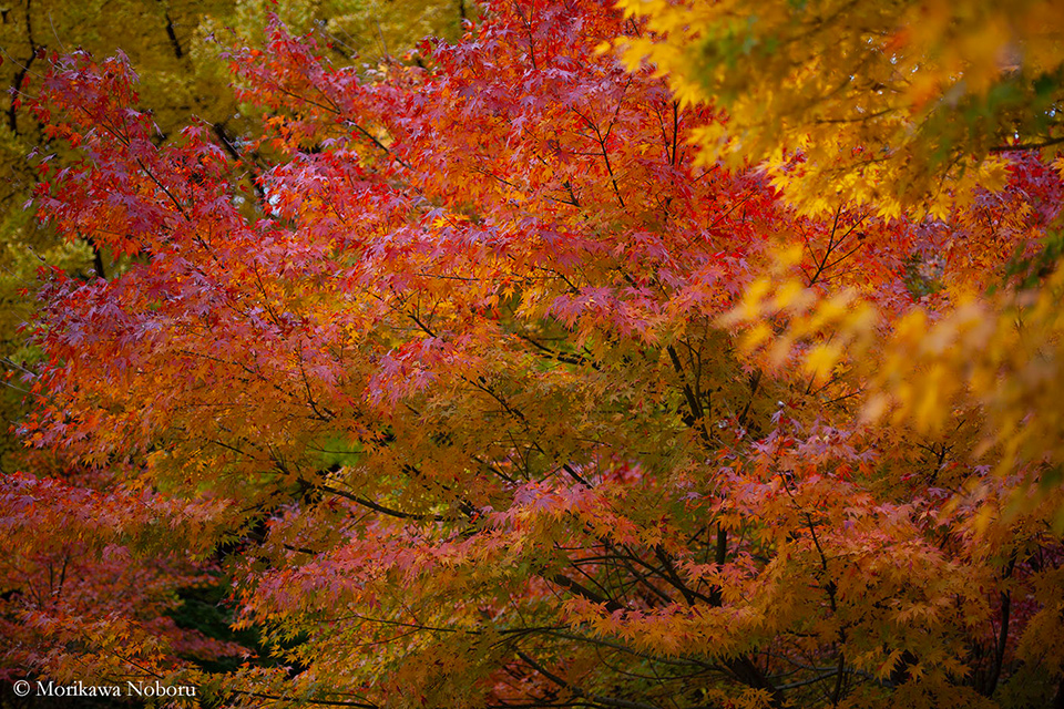 森川昇写真展「CHIDORIGAFUCHI」