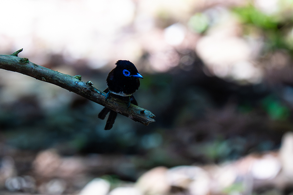 FE 100-400mm F4.5 GM OSS 実写レビュー