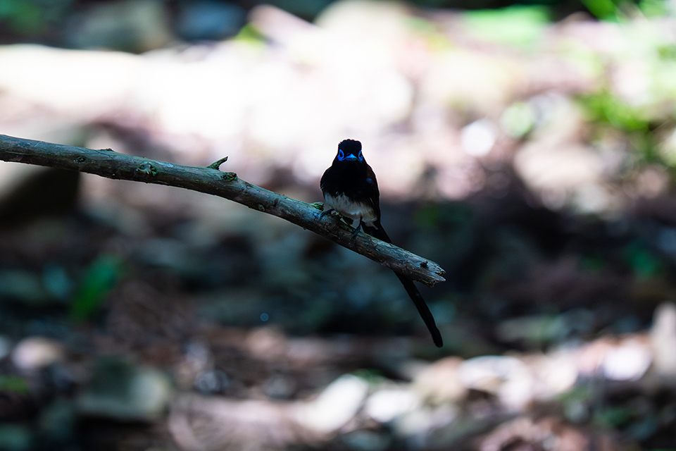 FE 100-400mm F4.5 GM OSS 実写レビュー