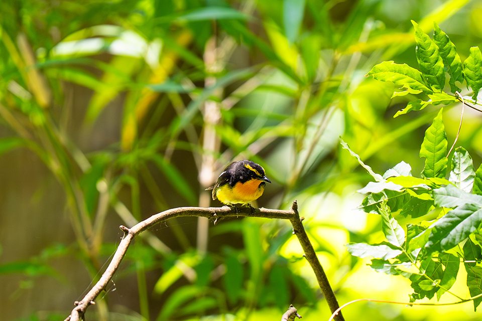 FE 100-400mm F4.5 GM OSS 実写レビュー