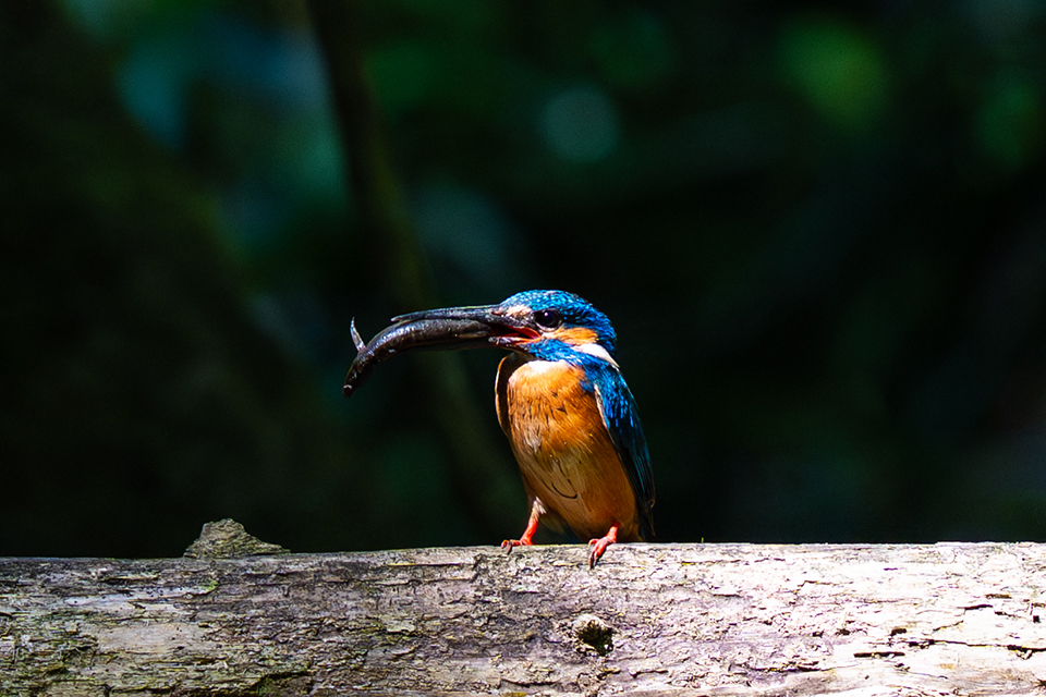FE 100-400mm F4.5 GM OSS 実写レビュー