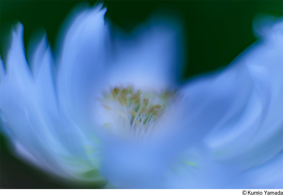 日常の中に咲く可憐な花々に癒やされる 山田久美夫写真展「Color of