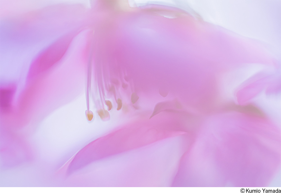 山田久美夫作品展「Color of Flower 2026」