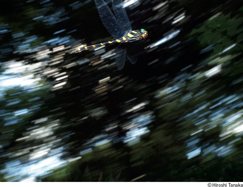 田中博写真展「Dragonfly Boy」