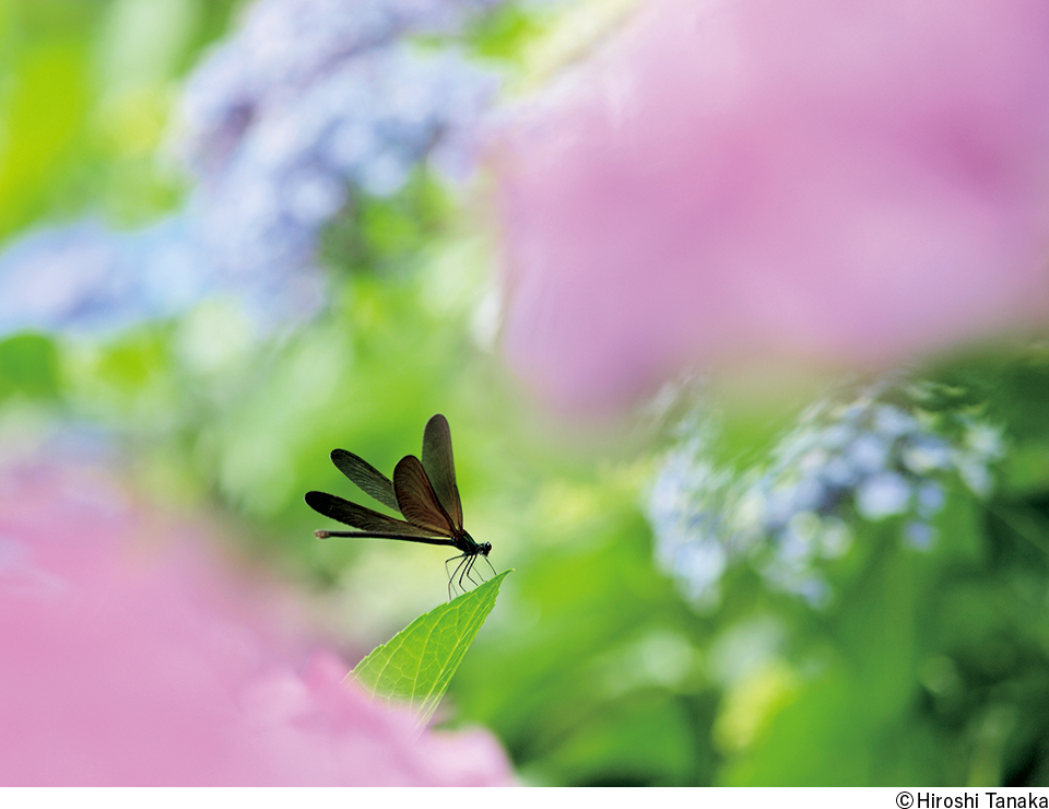 田中博写真展「Dragonfly Boy」