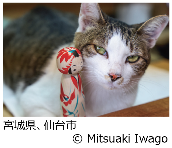 岩合光昭写真展「ご当地ねこ」
