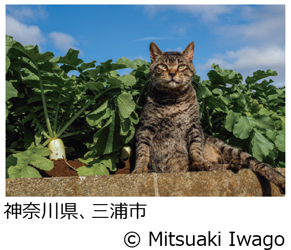 岩合光昭写真展「ご当地ねこ」