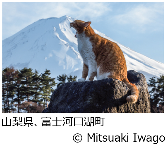 岩合光昭写真展「ご当地ねこ」