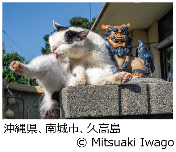 岩合光昭写真展「ご当地ねこ」