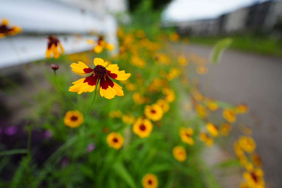 タムロン 12-20mm F2.8 実写チェック