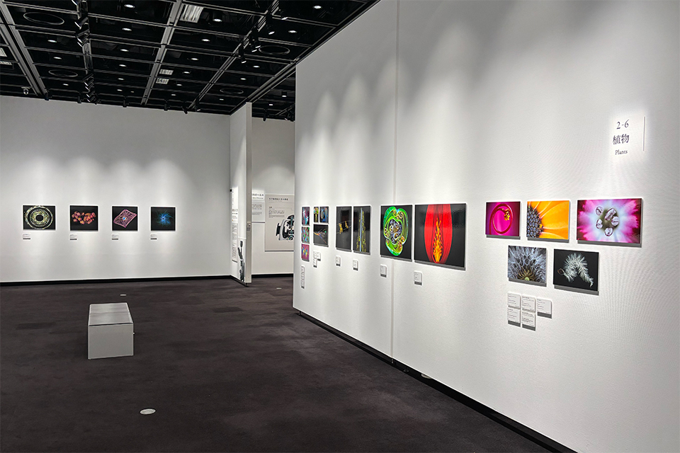 Nikon Small World / NIKON JOICO AWARD展「ミクロの世界 －生命 (いのち) の未来を照らす－」