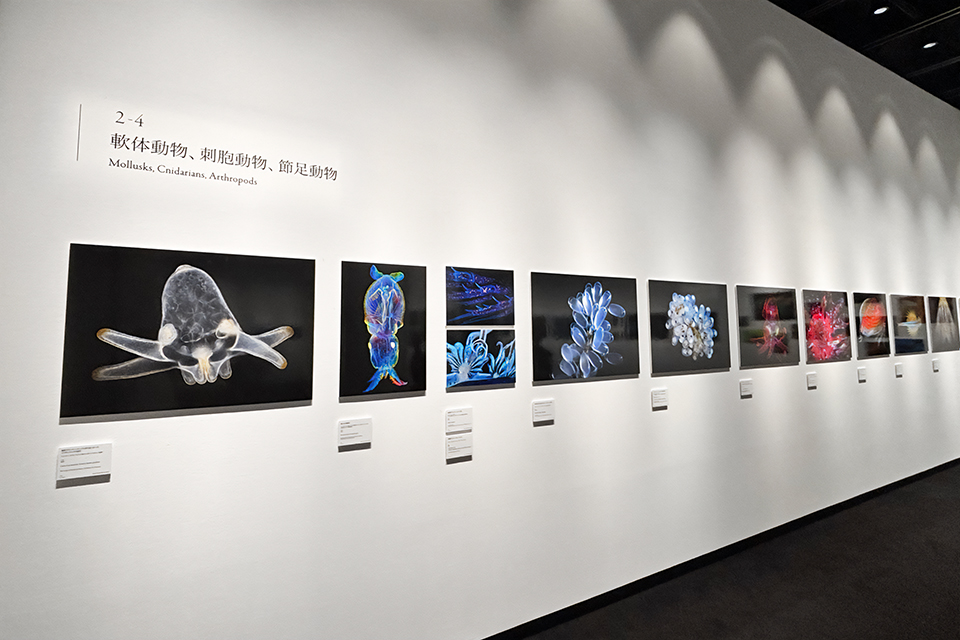 Nikon Small World / NIKON JOICO AWARD展「ミクロの世界 －生命 (いのち) の未来を照らす－」