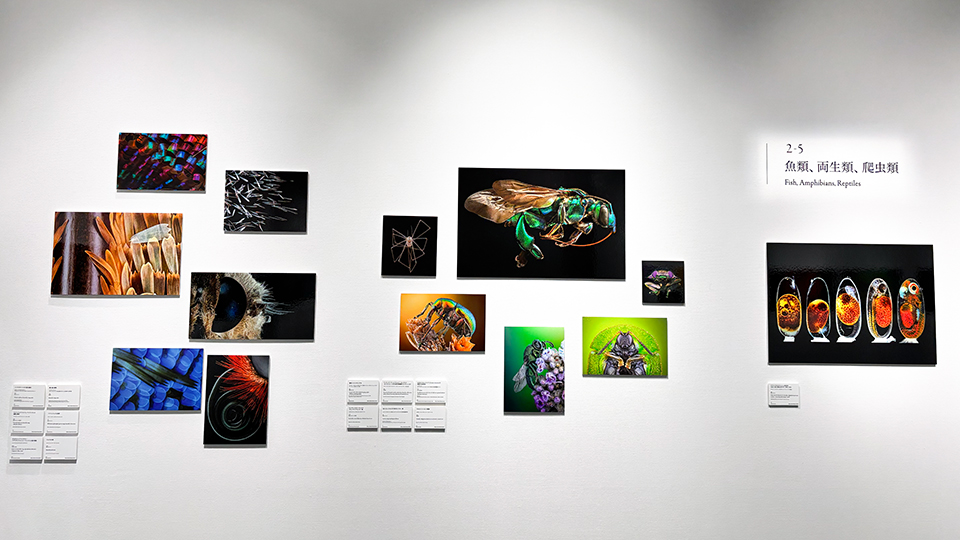 Nikon Small World / NIKON JOICO AWARD展「ミクロの世界 －生命 (いのち) の未来を照らす－」