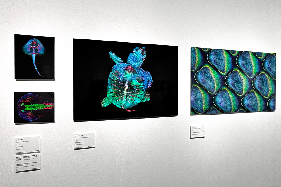 Nikon Small World / NIKON JOICO AWARD展「ミクロの世界 －生命 (いのち) の未来を照らす－」