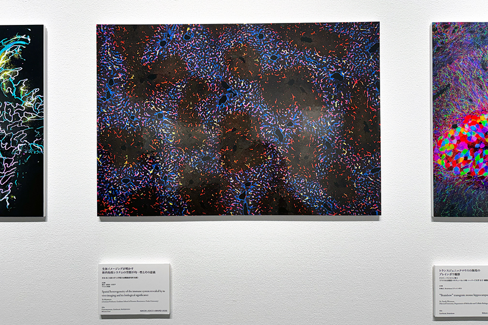 Nikon Small World / NIKON JOICO AWARD展「ミクロの世界 －生命 (いのち) の未来を照らす－」