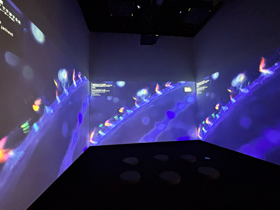 Nikon Small World / NIKON JOICO AWARD展「ミクロの世界 －生命 (いのち) の未来を照らす－」