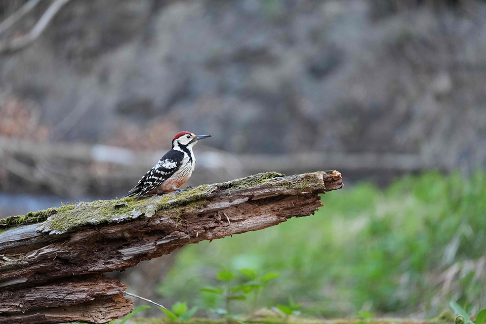 FE 100-400mm F5.6-8 OSS