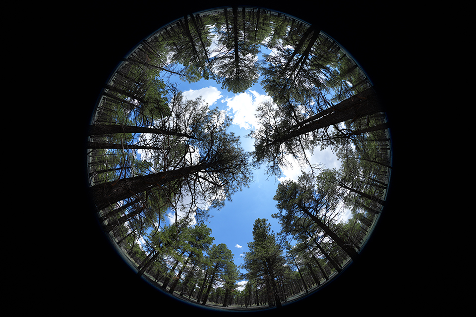 FE 8-14mm F3.5 Fisheye G
