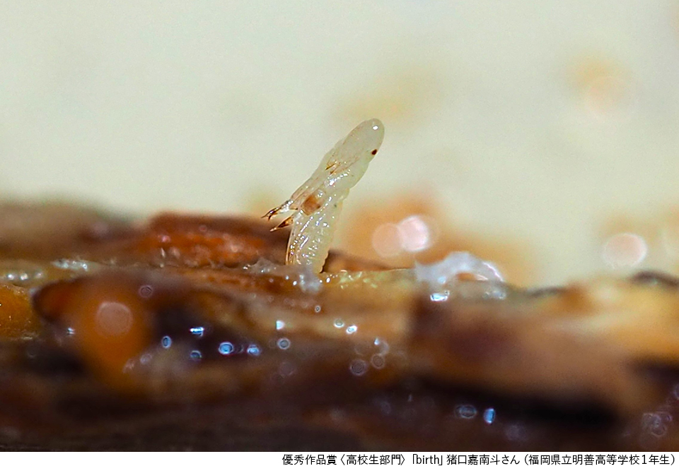 第9回 生きもの写真リトルリーグ 2026 表彰式