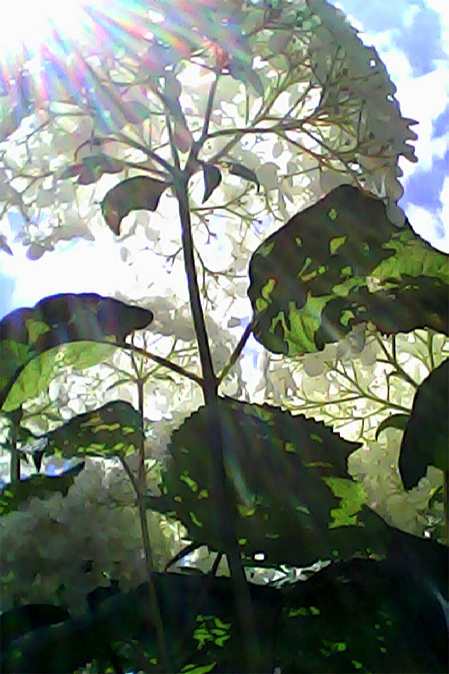 Pieni III